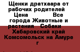 Щенки дратхаара от рабочих родителей › Цена ­ 22 000 - Все города Животные и растения » Собаки   . Хабаровский край,Комсомольск-на-Амуре г.